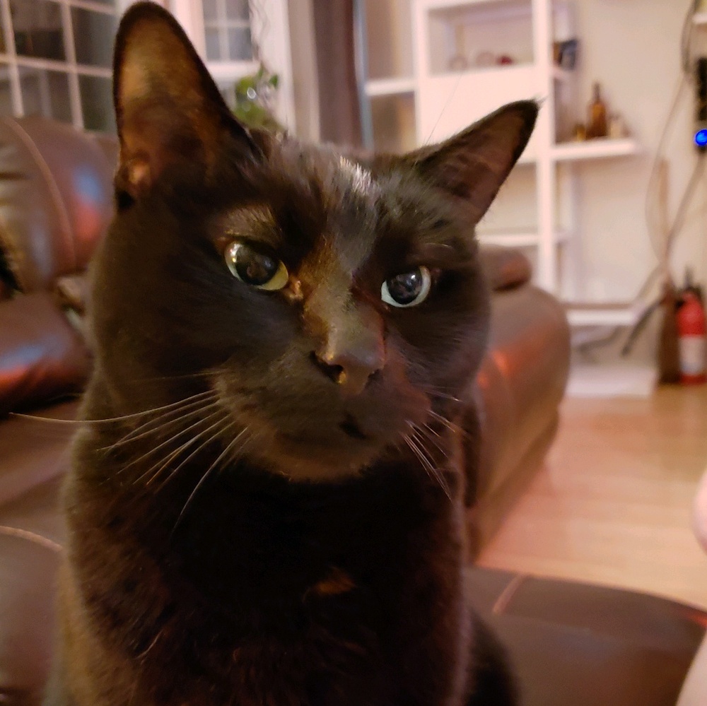 Meet your Posher, Molly